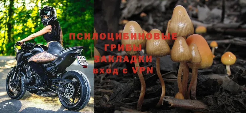 Псилоцибиновые грибы Psilocybine cubensis  даркнет клад  Карачев 